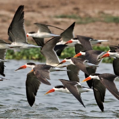 Photo Gallery, Ensi Safaris
