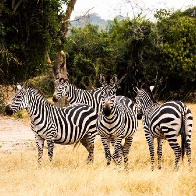 Photo Gallery, Ensi Safaris