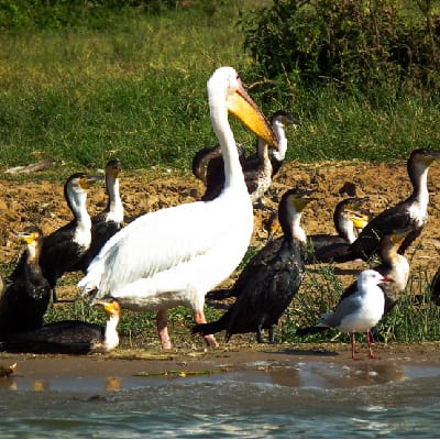 Photo Gallery, Ensi Safaris