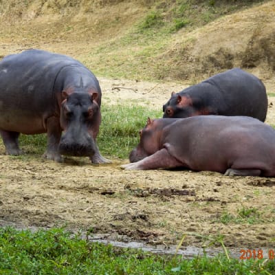 Photo Gallery, Ensi Safaris