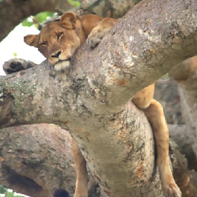 Photo Gallery, Ensi Safaris
