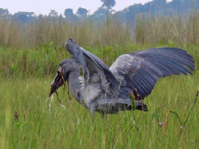 30 Days Hardcore Birding Trip 