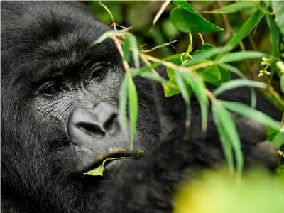 10 Days Uganda Gorilla And Wildlife Tour 