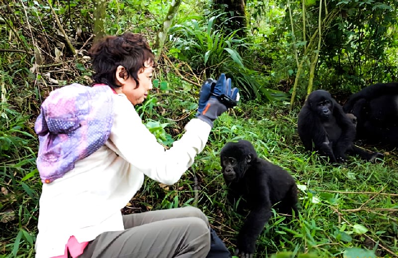 baby-gorilla-approaching-our-client