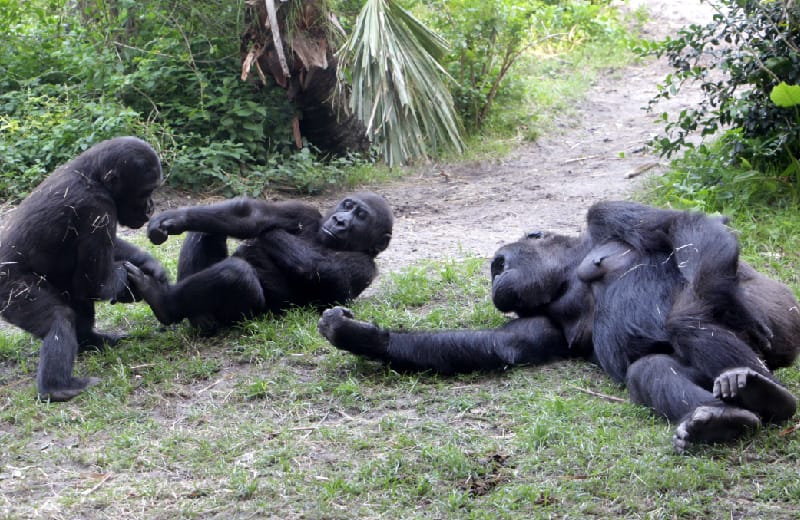 Gorillas relaxing