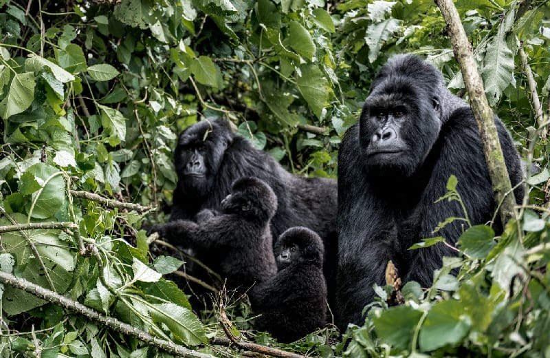 family of gorillas; baby, mother and father 