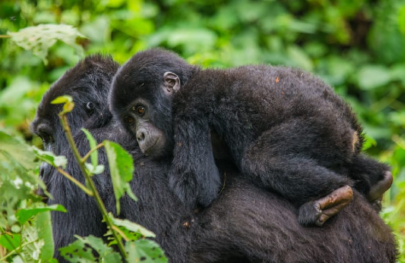 Female mountain gorilla with baby 