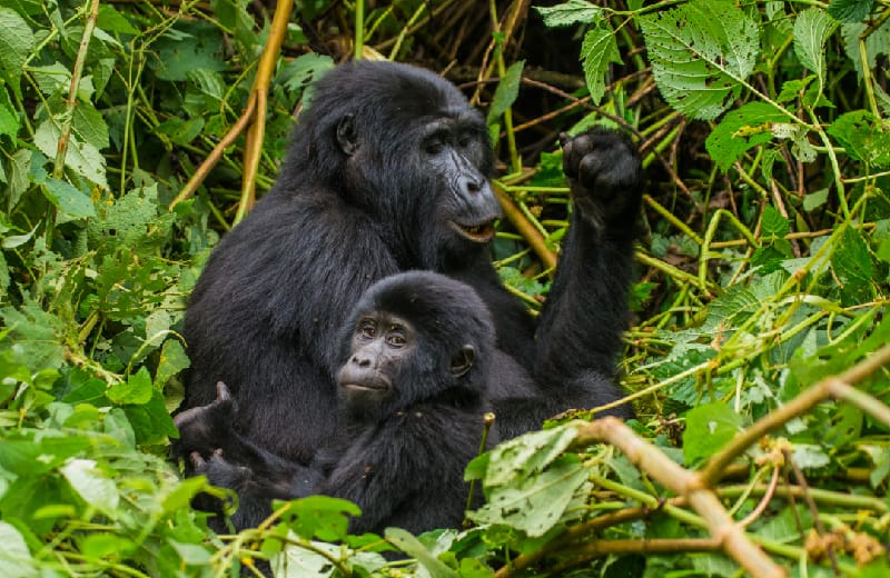  Female mountain gorilla with baby 
