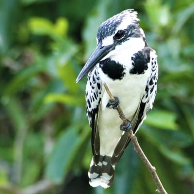 Pied Kingfisher at Lake Mburo NP