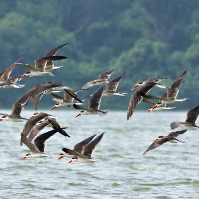 African Skimmers in Queen Elizabeth NP