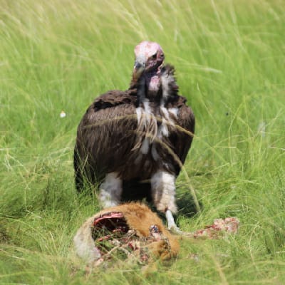 Lappet-faced Vulture in Ishasha valley Queen Elizabeth NP