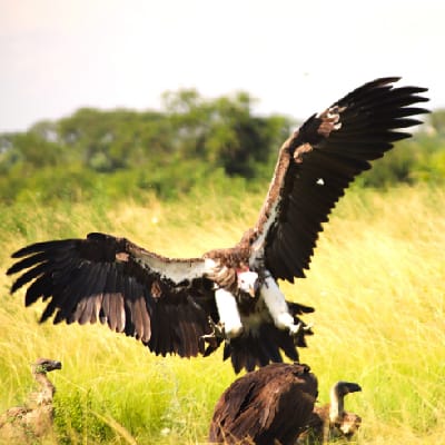 Lappet-faced Vulture landing at a carcass site in Ishasha valley Queen elizabeth NP