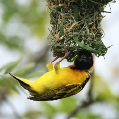 Village Weaver nesting in Queen elizabeth NP