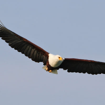 African Fish Eagle in flight in Murchison falls NP