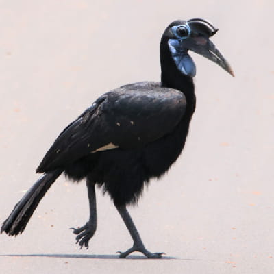 Abbyssinian Ground-Hornbill in Murchison falls NP