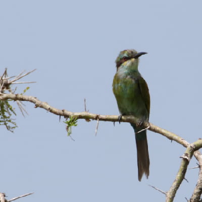 Swallow-tailed Bee-eater in Murchison falls NP