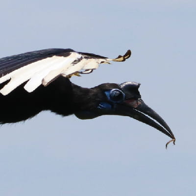 Abbyssinian Ground Hornbill in flight in Murchison falls NP