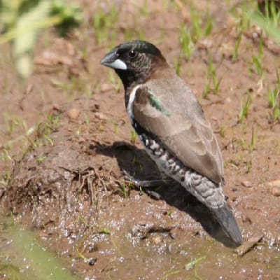 Bronze Sunbird at Lake Mburo NP