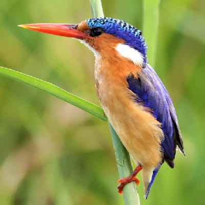 Malachite Kingfisher at Entebbe Botanical gardens