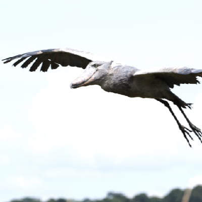 Shoebill in flight in Murchison falls NP