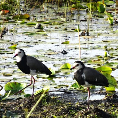 Uganda Bird Club