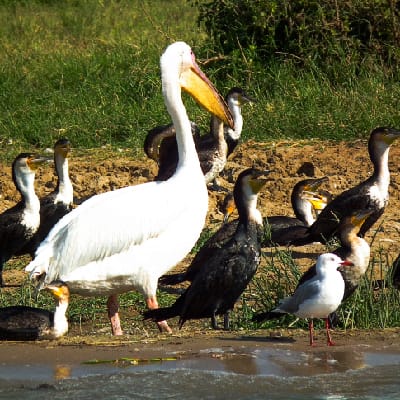 Uganda Bird Club