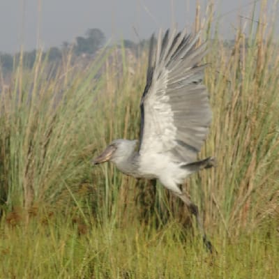 Uganda Bird Club