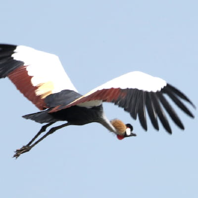 Uganda Bird Club