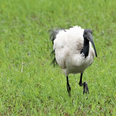 Uganda Bird Club