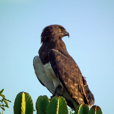 Uganda Bird Club