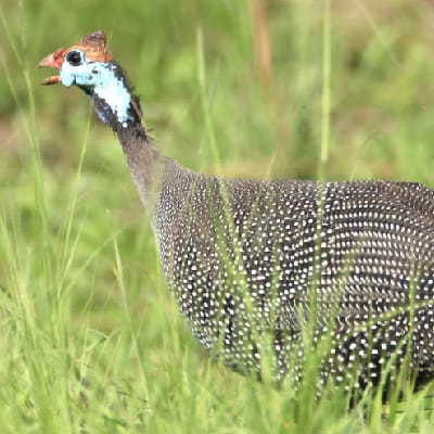 Uganda Bird Club