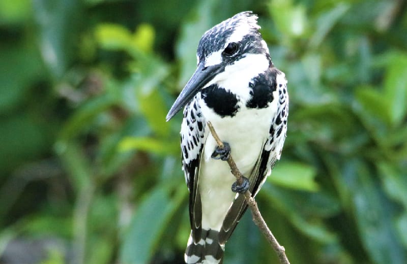 Pied Kingfisher at Lake Mburo NP