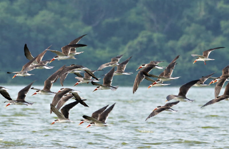 African Skimmers in Queen Elizabeth NP