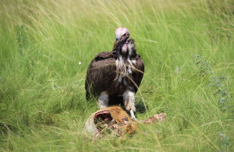Lappet-faced Vulture in Ishasha valley Queen Elizabeth NP 