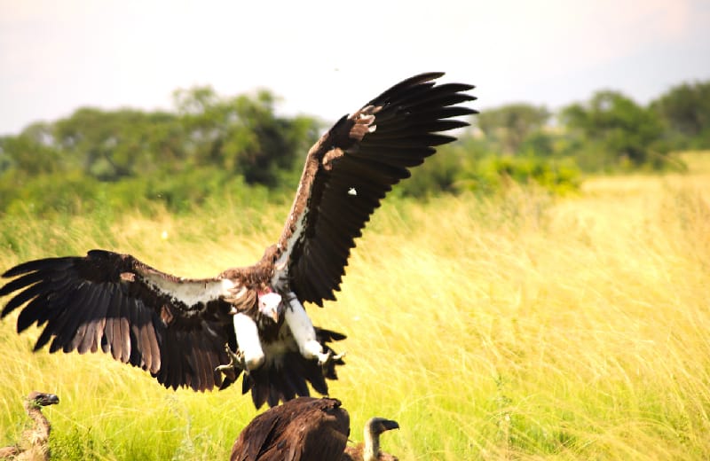 Lappet-faced Vulture landing at a carcass site in Ishasha valley Queen elizabeth NP