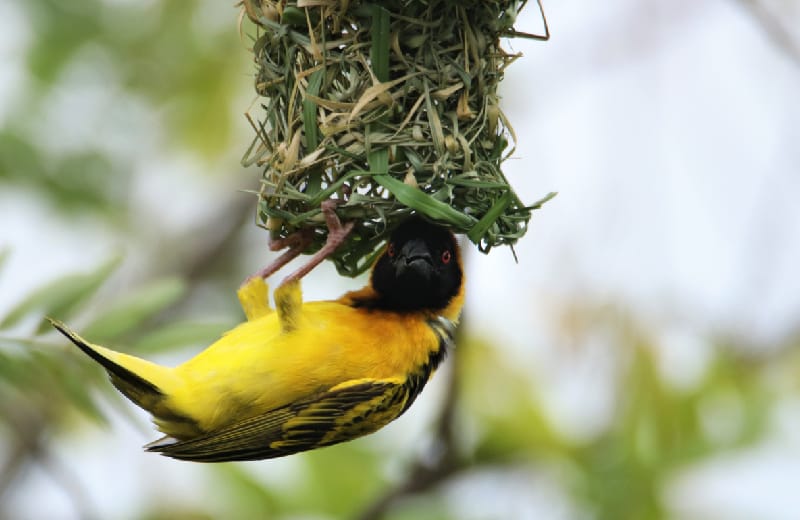 Village Weaver nesting in Queen elizabeth NP 
