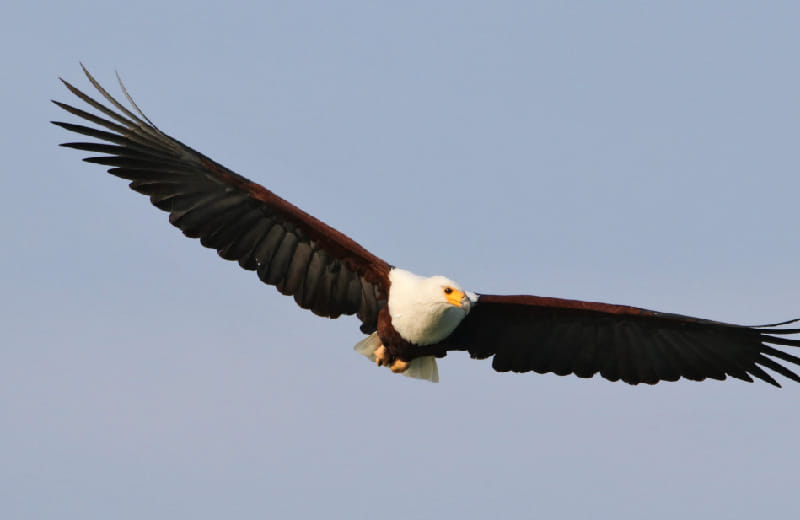  African Fish Eagle in flight in Murchison falls NP 