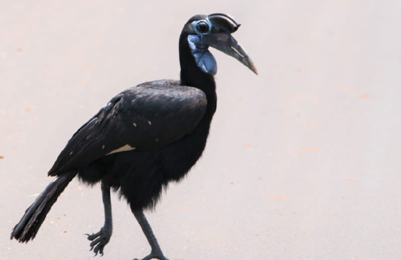Abbyssinian Ground-Hornbill in Murchison falls NP