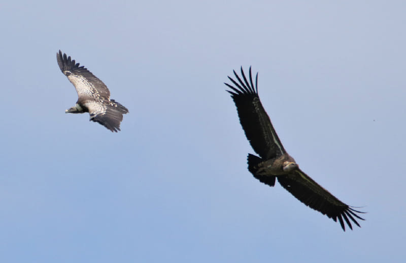 African White-backed Vulture in Ishasha valley