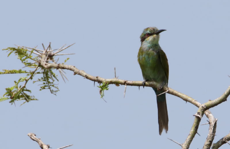 Swallow-tailed Bee-eater in Murchison falls NP 