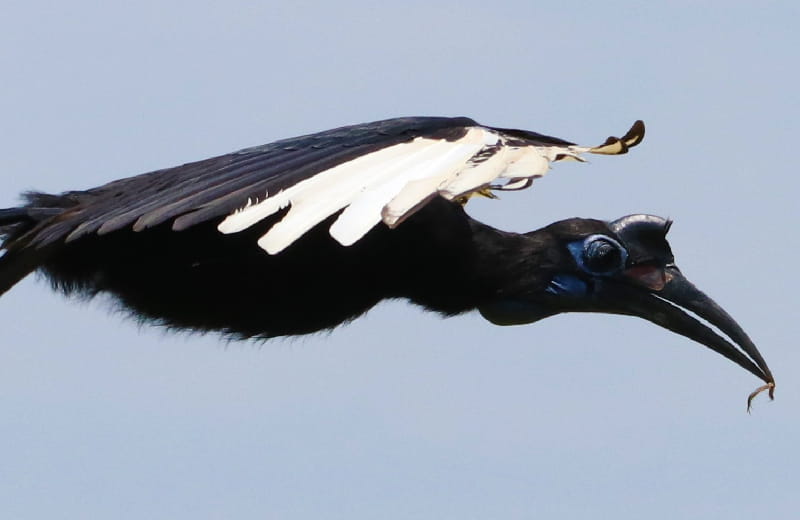  Abbyssinian Ground Hornbill in flight in Murchison falls NP 