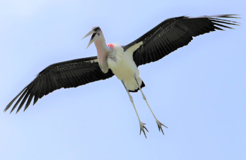  Marabou in flight in Lake Mburo NP 