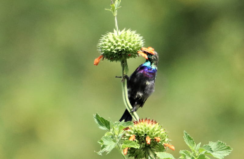  Mariqua Sunbird 