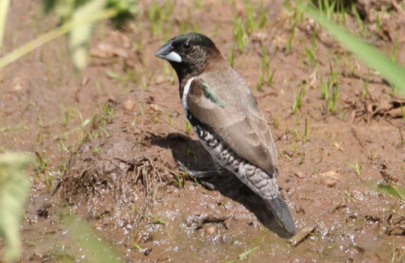  Bronze Sunbird at Lake Mburo NP 