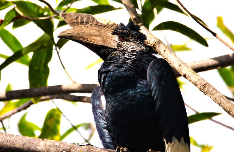  Black-and-white Casqued Hornbill in Queen Elizabeth National Park Jacana area in Maramagambo forest 