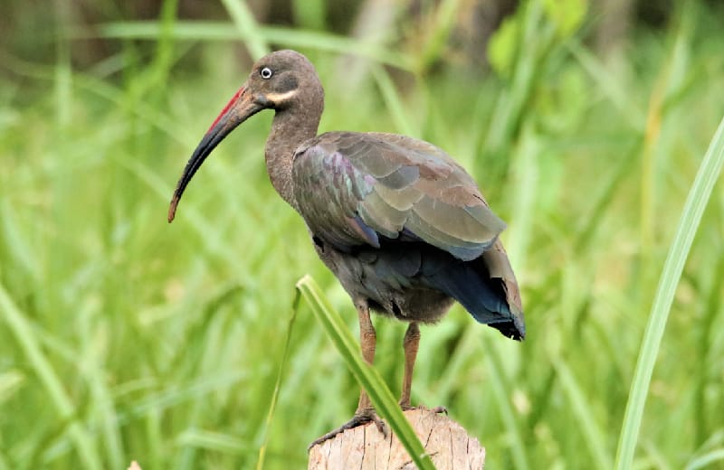  Hadada Ibis at Botanical gardens entebbe 
