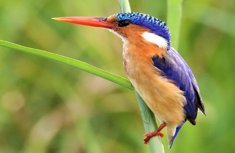  Malachite Kingfisher at Entebbe Botanical gardens 