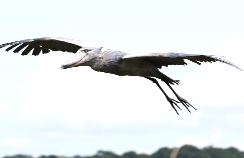 Shoebill in flight in Murchison falls NP
