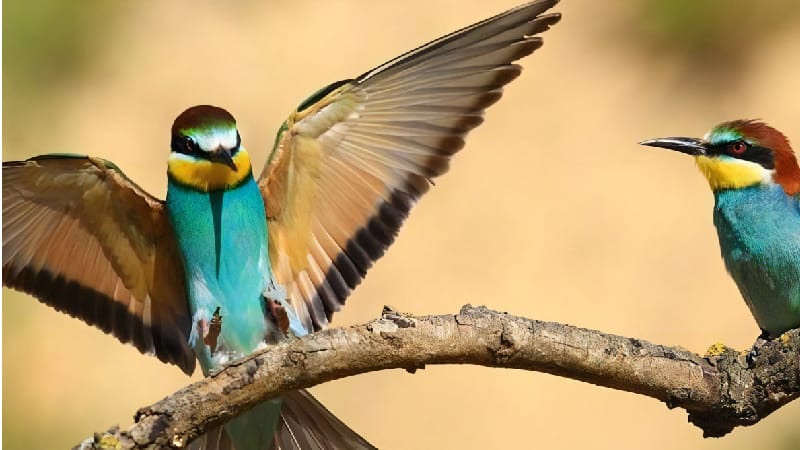 Birding at Akagera National Park