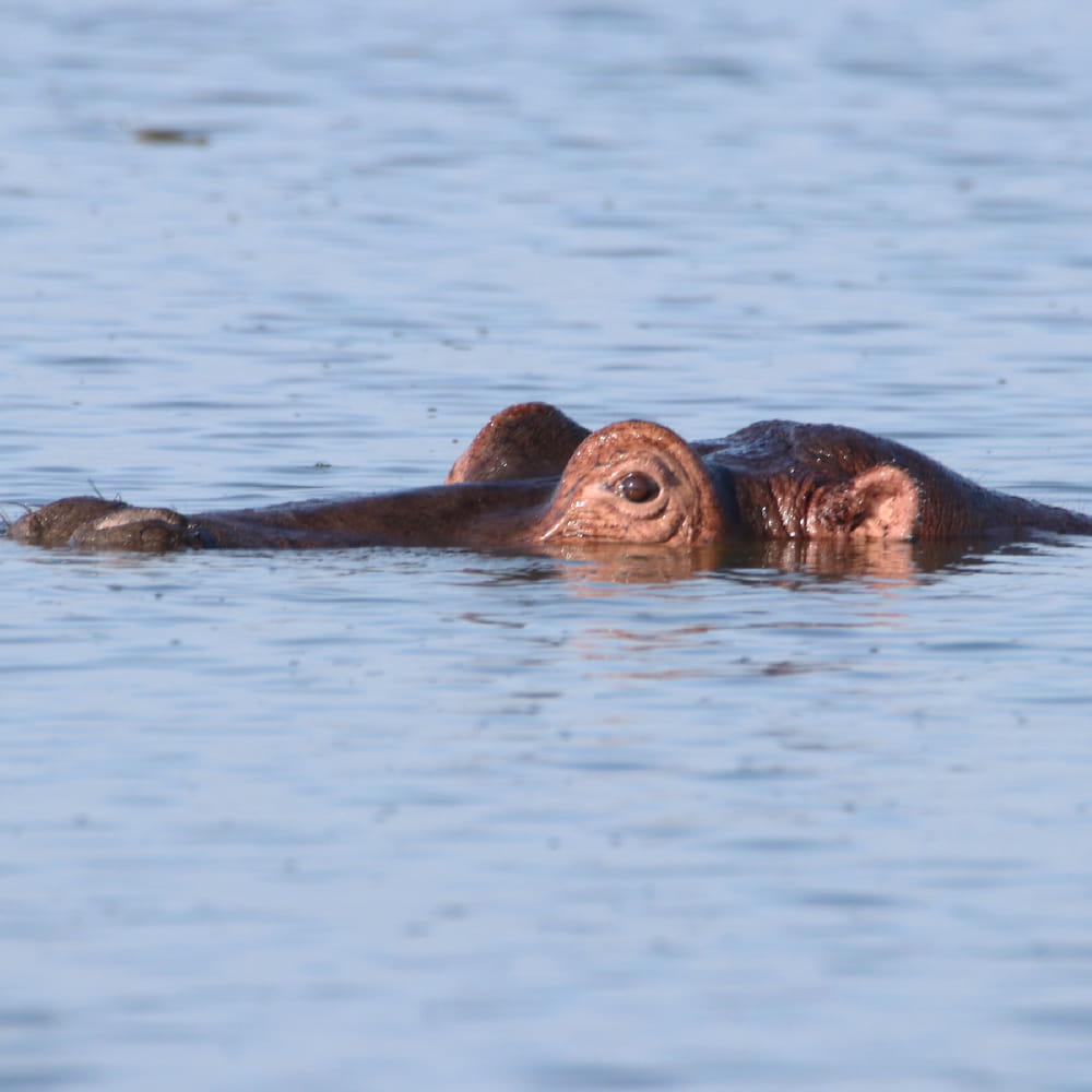 A Hipo in Lake Mburo NP